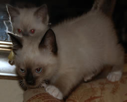 seal mitted boy